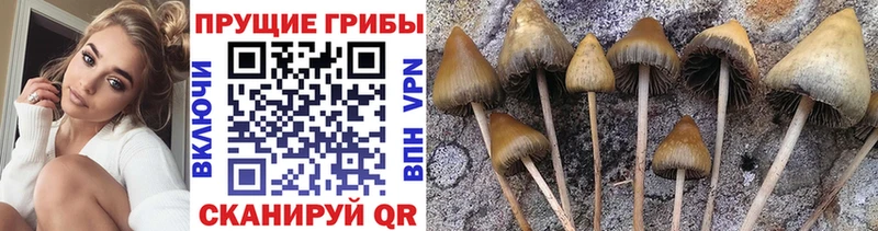 Купить где Задонск Псилоцибиновые грибы мицелий